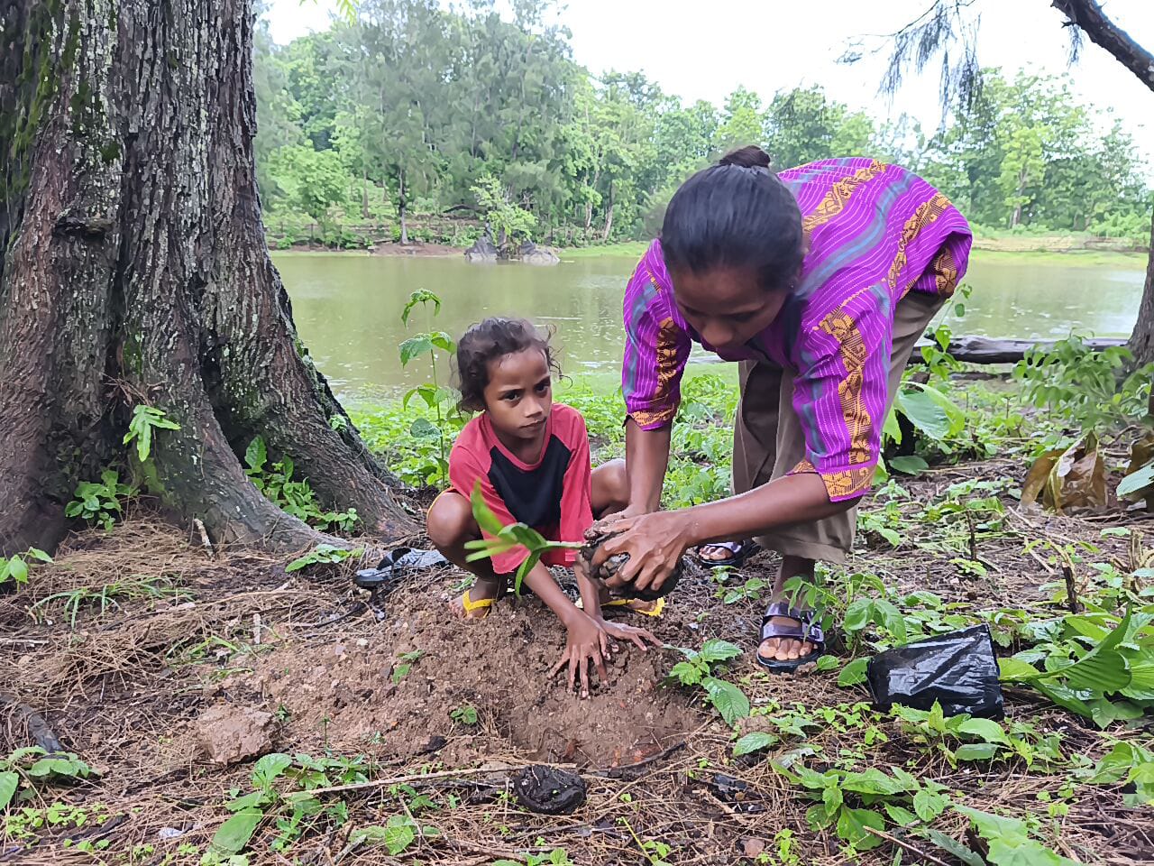 Agroforestry Penyanggah Ekonomi Petani Kecil